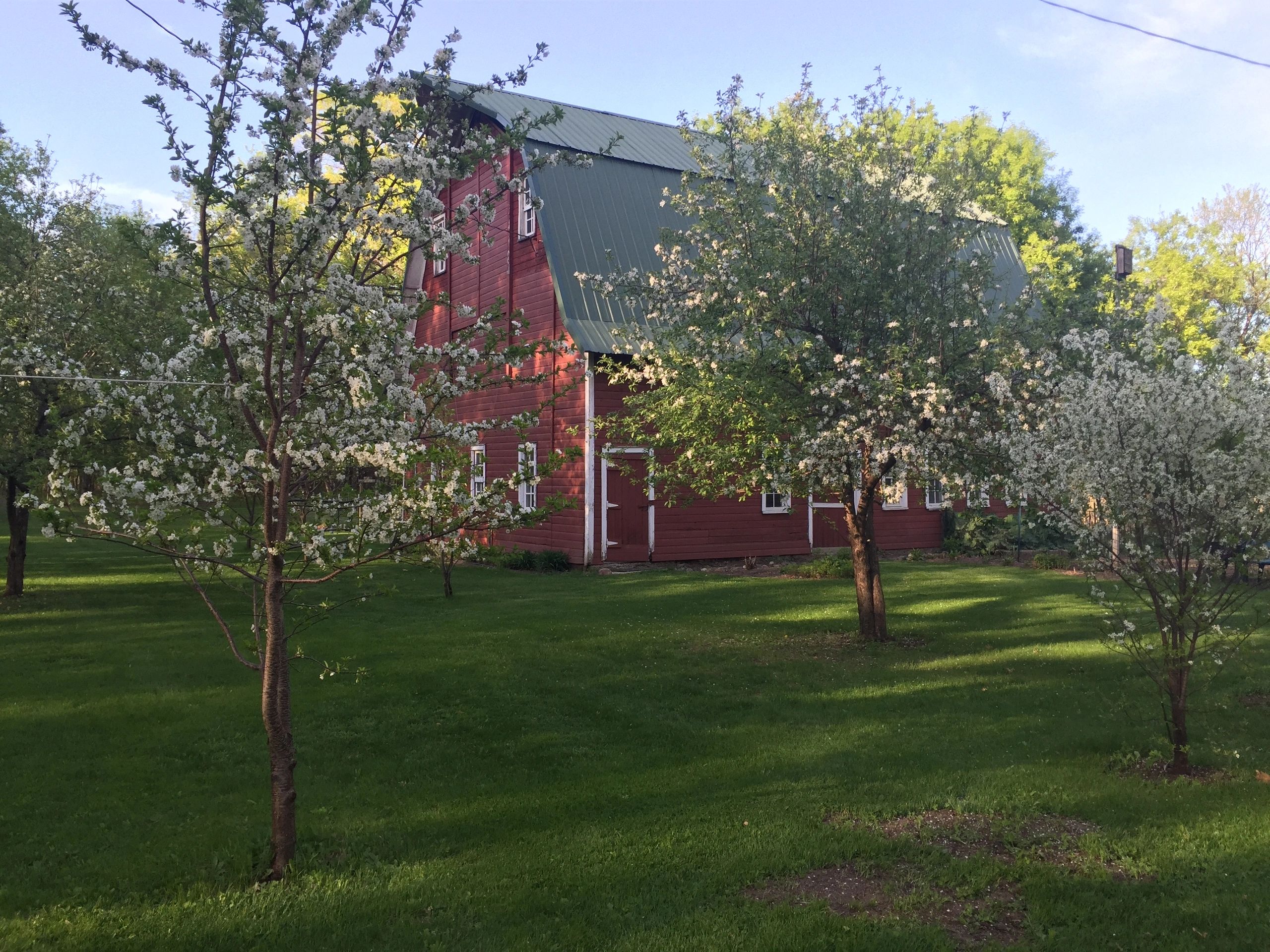 Nigerian Dwarf Goats Peace of Heaven Farm